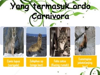 Yang termasuk ordo
Carnivora
Canis lupus
(serigala)
Zalophus sp
(singa laut)
Felis catus
(Kucing rumah)
Eumetopias
jubata(anjing
laut)
 