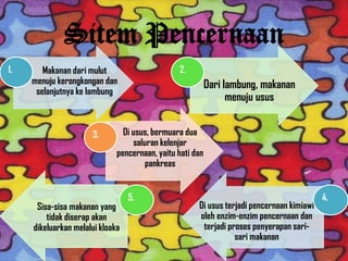 Sitem Pencernaan
Makanan dari mulut
menuju kerongkongan dan
selanjutnya ke lambung
1.
Dari lambung, makanan
menuju usus
2.
Di usus, bermuara dua
saluran kelenjar
pencernaan, yaitu hati dan
pankreas
3.
Di usus terjadi pencernaan kimiawi
oleh enzim-enzim pencernaan dan
terjadi proses penyerapan sari-
sari makanan
4.
Sisa-sisa makanan yang
tidak diserap akan
dikeluarkan melalui kloaka
5.
 
