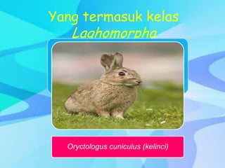 Yang termasuk kelas
Laghomorpha
Oryctologus cuniculus (kelinci)
 