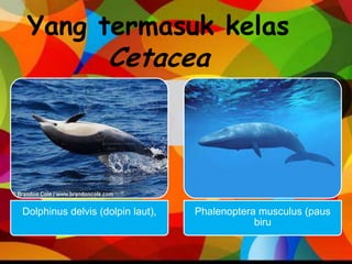 Yang termasuk kelas
Cetacea
Dolphinus delvis (dolpin laut), Phalenoptera musculus (paus
biru
 
