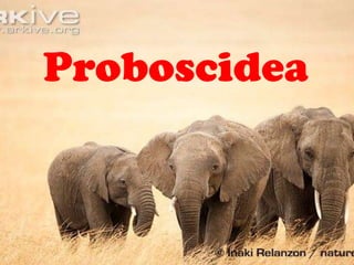 Proboscidea
 