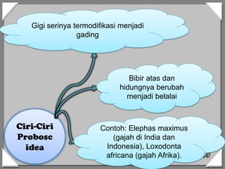Ciri-Ciri
Probosc
idea
Gigi serinya termodifikasi menjadi
gading
Bibir atas dan
hidungnya berubah
menjadi belalai
Contoh: Elephas maximus
(gajah di India dan
Indonesia), Loxodonta
africana (gajah Afrika).
 