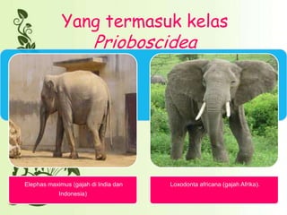 Yang termasuk kelas
Prioboscidea
Elephas maximus (gajah di India dan
Indonesia)
Loxodonta africana (gajah Afrika).
 