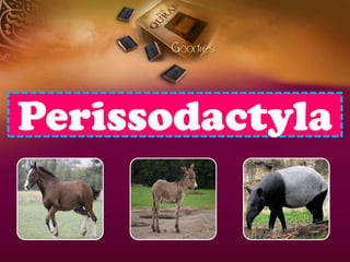 Perissodactyla
 