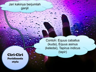 Ciri-Ciri
Peridissoda
ctyla
Jari kakinya berjumlah
ganjil
Contoh: Equus caballus
(kuda), Equus asinus
(keledai), Tapirus indicus
(tapir)
 