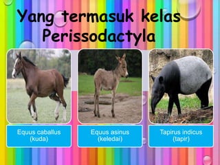 Yang termasuk kelas
Perissodactyla
Equus caballus
(kuda)
Equus asinus
(keledai)
Tapirus indicus
(tapir)
 