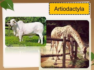 Artiodactyla
 