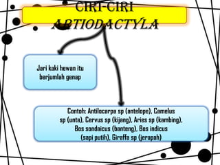 Ciri-Ciri
Artiodactyla
Jari kaki hewan itu
berjumlah genap
Contoh: Antilocarpa sp (antelope), Camelus
sp (unta), Cervus sp (kijang), Aries sp (kambing),
Bos sondaicus (banteng), Bos indicus
(sapi putih), Giraffa sp (jerapah)
 