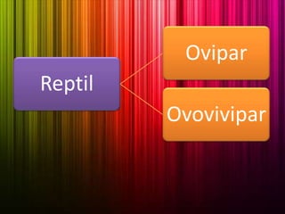 Reptil
Ovipar
Ovovivipar
 