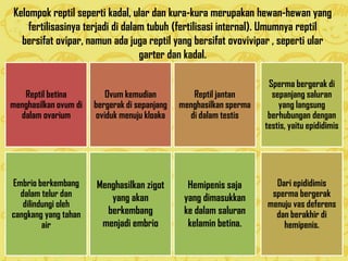 Kelompok reptil seperti kadal, ular dan kura-kura merupakan hewan-hewan yang
fertilisasinya terjadi di dalam tubuh (fertilisasi internal). Umumnya reptil
bersifat ovipar, namun ada juga reptil yang bersifat ovovivipar , seperti ular
garter dan kadal.
Reptil betina
menghasilkan ovum di
dalam ovarium
Ovum kemudian
bergerak di sepanjang
oviduk menuju kloaka
Reptil jantan
menghasilkan sperma
di dalam testis
Dari epididimis
sperma bergerak
menuju vas deferens
dan berakhir di
hemipenis.
Sperma bergerak di
sepanjang saluran
yang langsung
berhubungan dengan
testis, yaitu epididimis
Embrio berkembang
dalam telur dan
dilindungi oleh
cangkang yang tahan
air
Hemipenis saja
yang dimasukkan
ke dalam saluran
kelamin betina.
Menghasilkan zigot
yang akan
berkembang
menjadi embrio
 
