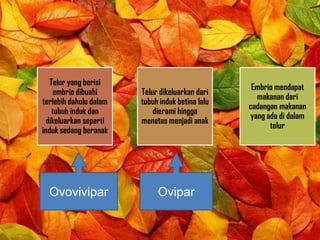 Telur yang berisi
embrio dibuahi
terlebih dahulu dalam
tubuh induk dan
dikeluarkan seperti
induk sedang beranak
Telur dikeluarkan dari
tubuh induk betina lalu
dierami hingga
menetas menjadi anak
Embrio mendapat
makanan dari
cadangan makanan
yang ada di dalam
telur
OviparOvovivipar
 