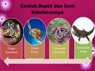 Contoh Reptil dan Jenis
Kelahirannya
Ovipar
Kura-kura
Ovipar
Penyu
Ovovivipar
Ular garter
Ovovivipar
Kadal
 