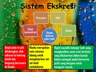 Sistem Ekskresi
Sistem
ekskresi
pada reptil
Ginjal
(metanefros)
Paru-paru Kulit
Kloaka
Ginjal pada re ptil
dihubungkan oleh
saluran ke kantung
kemih dan
langsung bermuara
ke kloaka
Kloaka merupakan
satu-satunya
lubang untuk
mengeluarkan zat-
zat hasil
metabolisme
Reptil memiliki kelenjar kulit yang
menghasilkan asam urat tertentu
yang dikeluarkan dalam bentuk
bahan setengah padat berwarna
putih yang berguna untuk
mengusir musuh.
 