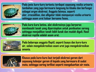 Pada jenis kura-kura tertentu terdapat sepasang vesika urinaria
tambahan yang juga bermuara langsung ke kloaka dan berfungsi
sebagai organ ekskresi. Anggota lainnya, seperti
ular, crocodilian, dan alligator tidak mempunyai vesika urinaria
sehingga asam urat keluar bersama feses.
Pada kura-kura betina, alat ekskresinya juga berperan
membasahi tanah yang dipersiapkan untuk pembuatan sarang
sehingga menjadikan tanah lebih lunak dan mudah digali. Hasil
ekskresi reptile adalah asam urat.
Pada beberapa anggota Reptil, seperti buaya dan kura-kura
air, selain mengekskresikan asam urat juga mengekskresikan
amonia.
Khusus pada kura-kura laut terjadi ekskresi garam dari
sepasang kelenjar garam di kepala yang bermuara di sudut
mata, sehingga sering terlihat seperti mengeluarkan air mata.
 