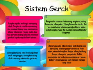 Sistem Gerak
Rangka reptilia berfungsi menopang
tubuh. Tengkorak reptilia memanjang
dan terdapat tulang yang memisahkan
lubang hidung dan rongga mulut. Dua
ruas pertama tulang belakang membuat
gerakan kepala reptilia lebih leluasa.x
Sendi pada tulang atlas memungkinkan
untuk mengangguk, sedangkan tulang
aksis memungkinkan untuk gerakan
memutar.
Rangka ular tesusun dari tualang tengkorak, tulang
badan dan tulang ekor. Tulang badan ular terdiri dari
ruas-ruas tulang belakang yang jumlahnya paling
sedikit seratus ruas. Hal ini, akan memudahkan ular
bergerak
Tulang rusuk ular tidak melekat pada tulang dada
dan tulang belakang seperti manusia. Akan
tetapi, akan dihubungkan dengan tulang belakang
dengan tulang otot yang elastis. Hal ini
memungkin ular untuk mengembangkan rongga
dadanya misalnya pada saat menelan mangsa
yang besar
 