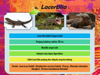 a. Lacertilia
Lacertilia adalah bangsa kadal
Panjang tubuhnya sekitar 30 cm
Memiliki empat kaki
kelopak mata dapat digerakkan
Lidah Lacertilia panjang dan adapula yang bercabang
Contoh: Lacerta sp (kadal), Hemidactylus turcicus (tokek), Drao sp, Chameleo chameleon
(bunglon), Varanus komodoensis (komodo)
 