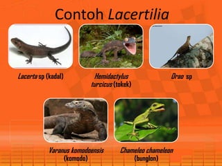 Contoh Lacertilia
Lacerta sp (kadal) Hemidactylus
turcicus (tokek)
Drao sp
Varanus komodoensis
(komodo)
Chameleo chameleon
(bunglon)
 