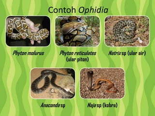 Contoh Ophidia
Phyton molurus Phyton reticulates
(ular piton)
Natrix sp (ular air)
Anaconda sp Naja sp (kobra)
 