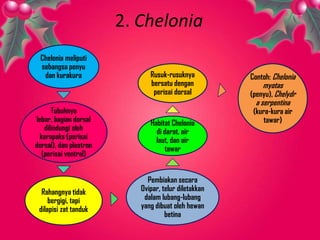 2. Chelonia
Chelonia meliputi
sebangsa penyu
dan kurakura
Tubuhnya
lebar, bagian dorsal
dilindungi oleh
karapaks (perisai
dorsal), dan plastron
(perisai ventral)
Rahangnya tidak
bergigi, tapi
dilapisi zat tanduk
Pembiakan secara
Ovipar, telur diletakkan
dalam lubang-lubang
yang dibuat oleh hewan
betina
Habitat Chelonia
di darat, air
laut, dan air
tawar
Rusuk-rusuknya
bersatu dengan
perisai dorsal
Contoh: Chelonia
myotas
(penyu), Chelydr
a serpentina
(kura-kura air
tawar)
 