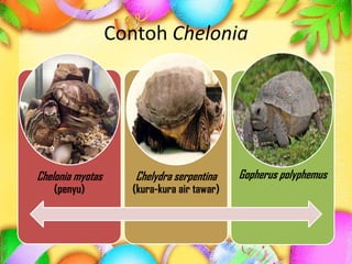 Contoh Chelonia
Chelonia myotas
(penyu)
Chelydra serpentina
(kura-kura air tawar)
Gopherus polyphemus
 