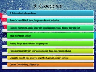 3. Crocodilia
Ordo ini meliputi golongan buaya
Hewan ini memiliki kulit tebal, dengan rusuk-rusuk abdominal
Tubuhnya memanjang, kepala besar dan panjang dengan rahang dan gigi-gigi yang kuat
hidup di air tawar dan laut
Jantung dengan sekat ventrikel yang sempurna
Pembiakan secara Ovipar, telur diperam dalam daun-daun yang membusuk
Crocodilia memiliki kaki sebanyak empat buah, pendek, jari-jari berkuku
Contoh: Crocodylus sp, Alligator sp
 