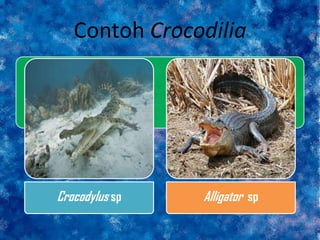 Contoh Crocodilia
Crocodylus sp Alligator sp
 