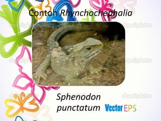 Contoh Rhynchochephalia
Sphenodon
punctatum
 