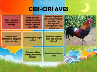 CIRI-CIRI AVES
Adanya bulu yang
menutupi seluruh
tubuhnya
Lengan depannya
mengalami modifikasi
sebagai sayap yang
umumnya digunakan
untuk terbang
Bernapas dengan paru-
paru, mempunyai pundi-
pundi udara yang
berfungsi untuk
menyimpan udara pada
waktu terbang
Berdarah panas
(homeoterm), mempunya
i suhu yang tetap.
Berkembang biak dengan
bertelur
Pembuahan terjadi di
dalam induk betinanya
(internal)
Contoh aves adalah
berbagai jenis burung
dan ayam
Berkaki dua dan berjari
empat
 