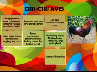 CIRI-CIRI AVES
Jantungnya memiliki
empat ruang dengan
sempurna, yaitu dua
serambi dan dua bilik
Kaki depan
termodifikasi menjadi
sayap
Hewan ovipar dengan
telur dilindungi
cangkang yang keras
Mempunyai paruh yang
keras dan tidak bergigi
Laju metabolisme tinggi
Saluran
pencernaannya
sempurna memiliki
lambung kelenjar dan
lambung berotot
Dan lambung berotot.
Ginjalnya bertipe
metanefros, Tanpa
kandung kemih.
 