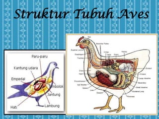 Struktur Tubuh Aves
 