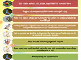 Bulu tampak berkilau, kuat, elastis, waterproof, dan berwarna-warni
Anggota tubuh depan mengalami modifikasi menjadi sayap
Mulut aves meluas sebagai paruh. Paruh terbentuk dari zat tanduk yang kuat, tak
memiliki gigi
Didukung oleh struktur yang disebut pundi udara yang berfungsi untuk membantu pernapasan ketika
terbang, membantu meringankan tubuh, dan memperkeras suara burung
Pada burung jantan, alat reproduksi terdiri atas testis dan vasdeferens dan Pada burung betina, alat
reproduksi terdiri atas ovarium dan oviduk
Jantung terdiri dari empat ruang yang tersekat sempurna
Burung merpati hanya memiliki satu buah ovarium dan oviduk untuk mengurangi berat badan sehingga
memudahkan untuk terbang
Mempunyai tulang yang ringan namun kuat
 