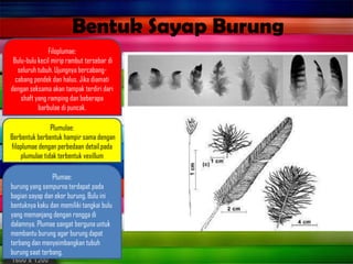 Bentuk Sayap Burung
Filoplumae:
Bulu-bulu kecil mirip rambut tersebar di
seluruh tubuh. Ujungnya bercabang-
cabang pendek dan halus. Jika diamati
dengan seksama akan tampak terdiri dari
shaft yang ramping dan beberapa
barbulae di puncak.
Plumulae:
Berbentuk berbentuk hampir sama dengan
filoplumae dengan perbedaan detail.pada
plumulae tidak terbentuk vexillum
Plumae:
burung yang sempurna terdapat pada
bagian sayap dan ekor burung. Bulu ini
bentuknya kaku dan memiliki tangkai bulu
yang memanjang dengan rongga di
dalamnya. Plumae sangat berguna untuk
membantu burung agar burung dapat
terbang dan menyeimbangkan tubuh
burung saat terbang.
 
