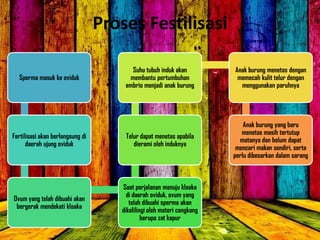 Proses Festilisasi
Sperma masuk ke oviduk
Fertilisasi akan berlangsung di
daerah ujung oviduk
Ovum yang telah dibuahi akan
bergerak mendekati kloaka
Saat perjalanan menuju kloaka
di daerah oviduk, ovum yang
telah dibuahi sperma akan
dikelilingi oleh materi cangkang
berupa zat kapur
Telur dapat menetas apabila
dierami oleh induknya
Suhu tubuh induk akan
membantu pertumbuhan
embrio menjadi anak burung
Anak burung menetas dengan
memecah kulit telur dengan
menggunakan paruhnya
Anak burung yang baru
menetas masih tertutup
matanya dan belum dapat
mencari makan sendiri, serta
perlu dibesarkan dalam sarang
 