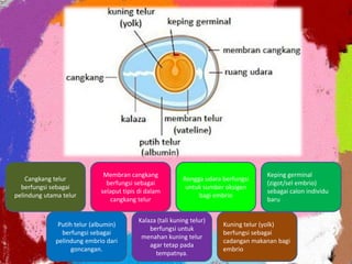 Cangkang telur
berfungsi sebagai
pelindung utama telur
Membran cangkang
berfungsi sebagai
selaput tipis di dalam
cangkang telur
Rongga udara berfungsi
untuk sumber oksigen
bagi embrio
Keping germinal
(zigot/sel embrio)
sebagai calon individu
baru
Putih telur (albumin)
berfungsi sebagai
pelindung embrio dari
goncangan.
Kalaza (tali kuning telur)
berfungsi untuk
menahan kuning telur
agar tetap pada
tempatnya.
Kuning telur (yolk)
berfungsi sebagai
cadangan makanan bagi
embrio
 