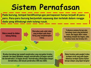 Sistem Pernafasan
Pada burung, tempat berdifusinya gas pernapasan hanya terjadi di paru-
paru. Paru-paru burung berjumlah sepasang dan terletak dalam rongga
dada yang dilindungi oleh tulang rusuk.
Udara masuk ke dalam
lubang hidung
Diteruskan pada celah tekak
yang terdapat pada dasar
faring yang menghubungkan
trakea.
Trakeanya panjang berupa pipa
bertulang rawan yang berbentuk
cincin, dan bagian akhir trakea
bercabang menjadi dua bagian, yaitu
bronkus kanan dan bronkus kiri.
Dalam bronkus pada pangkal trakea
terdapat sirink yang pada bagian
dalamnya terdapat lipatan-lipatan
berupa selaput yang dapat bergetar
Bronkus bercabang lagi menjadi mesobronkus yang merupakan bronkus
sekunder dan dapat dibedakan menjadi ventrobronkus (di bagian ventral)
dan dorsobronkus ( di bagian dorsal). Ventrobronkus dihubungkan dengan
dorsobronkus, oleh banyak parabronkus (100 atau lebih).
 