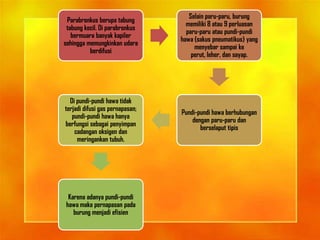 Parabronkus berupa tabung
tabung kecil. Di parabronkus
bermuara banyak kapiler
sehingga memungkinkan udara
berdifusi
Selain paru-paru, burung
memiliki 8 atau 9 perluasan
paru-paru atau pundi-pundi
hawa (sakus pneumatikus) yang
menyebar sampai ke
perut, leher, dan sayap.
Pundi-pundi hawa berhubungan
dengan paru-paru dan
berselaput tipis
Di pundi-pundi hawa tidak
terjadi difusi gas pernapasan;
pundi-pundi hawa hanya
berfungsi sebagai penyimpan
cadangan oksigen dan
meringankan tubuh.
Karena adanya pundi-pundi
hawa maka pernapasan pada
burung menjadi efisien
 