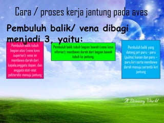 Cara / proses kerja jantung pada aves
Pembuluh balik tubuh
bagian atas (vena kava
superior); vena ini
membawa darah dari
kepala,anggota depan, dan
anggota otot-otot
pektoralis menuju jantung
Pembuluh balik yang
datang jari paru - paru
(pulmo) kanan dan paru –
paru kiri serta membawa
darah menuju serambi kiri
jantung
Pembuluh balik tubuh bagian bawah (vena kava
inferior); membawa darah dari bagian bawah
tubuh ke jantung.
Pembuluh balik/ vena dibagi
menjadi 3, yaitu:
 