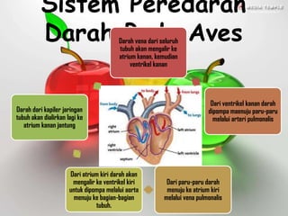 Sistem Peredaran
Darah Pada AvesDarah vena dari seluruh
tubuh akan mengalir ke
atrium kanan, kemudian
ventrikel kanan
Dari ventrikel kanan darah
dipompa maenuju paru-paru
melalui arteri pulmonalis
Dari paru-paru darah
menuju ke atrium kiri
melalui vena pulmonalis
Dari atrium kiri darah akan
mengalir ke ventrikel kiri
untuk dipompa melalui aorta
menuju ke bagian-bagian
tubuh.
Darah dari kapiler jaringan
tubuh akan dialirkan lagi ke
atrium kanan jantung
 