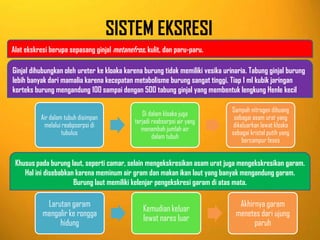 SISTEM EKSRESI
Air dalam tubuh disimpan
melalui reabpsorpsi di
tubulus
Di dalam kloaka juga
terjadi reabsorpsi air yang
menambah jumlah air
dalam tubuh
Sampah nitrogen dibuang
sebagai asam urat yang
dikeluarkan lewat kloaka
sebagai kristal putih yang
bercampur feses
Alat ekskresi berupa sepasang ginjal metanefros, kulit, dan paru-paru.
Ginjal dihubungkan oleh ureter ke kloaka karena burung tidak memiliki vesika urinaria. Tabung ginjal burung
lebih banyak dari mamalia karena kecepatan metabolisme burung sangat tinggi. Tiap 1 ml kubik jaringan
korteks burung mengandung 100 sampai dengan 500 tabung ginjal yang membentuk lengkung Henle kecil
Khusus pada burung laut, seperti camar, selain mengekskresikan asam urat juga mengekskresikan garam.
Hal ini disebabkan karena meminum air gram dan makan ikan laut yang banyak mengandung garam.
Burung laut memiliki kelenjar pengekskresi garam di atas mata.
Larutan garam
mengalir ke rongga
hidung
Kemudian keluar
lewat nares luar
Akhirnya garam
menetes dari ujung
paruh
 