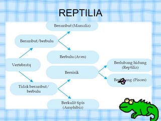 REPTILIA
 