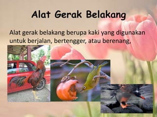 Alat Gerak Belakang
Alat gerak belakang berupa kaki yang digunakan
untuk berjalan, bertengger, atau berenang,
 