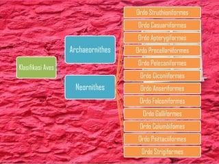 Klasifikasi Aves
Archaeornithes
Neornithes
Ordo Struthioniformes
Ordo Casuariiformes
Ordo Apterygiformes
Ordo Procellariiformes
Ordo Pelecaniformes
Ordo Ciconiiformes
Ordo Anseriformes
Ordo Falconiformes
Ordo Galliformes
Ordo Columbifomes
Ordo Psittaciiformes
Ordo Strigiformes
 
