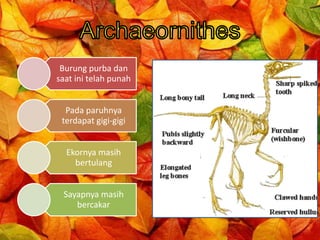 Burung purba dan
saat ini telah punah
Pada paruhnya
terdapat gigi-gigi
Ekornya masih
bertulang
Sayapnya masih
bercakar
 