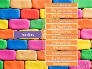 Neornithes
Ordo Struthioniformes
Ordo Casuariiformes
Ordo Apterygiformes
Ordo Procellariiformes
Ordo Pelecaniformes
Ordo Ciconiiformes
Ordo Anseriformes
Ordo Falconiformes
Ordo Galliformes
Ordo Columbifomes
Ordo Psittaciiformes
Ordo Strigiformes
 