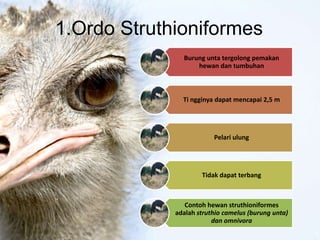 1.Ordo Struthioniformes
Burung unta tergolong pemakan
hewan dan tumbuhan
Ti ngginya dapat mencapai 2,5 m
Pelari ulung
Tidak dapat terbang
Contoh hewan struthioniformes
adalah struthio camelus (burung unta)
dan omnivora
 