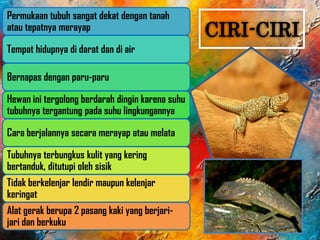 CIRI-CIRI
Permukaan tubuh sangat dekat dengan tanah
atau tepatnya merayap
Tempat hidupnya di darat dan di air
Bernapas dengan paru-paru
Hewan ini tergolong berdarah dingin karena suhu
tubuhnya tergantung pada suhu lingkungannya
Cara berjalannya secara merayap atau melata
Tubuhnya terbungkus kulit yang kering
bertanduk, ditutupi oleh sisik
Tidak berkelenjar lendir maupun kelenjar
keringat
Alat gerak berupa 2 pasang kaki yang berjari-
jari dan berkuku
 