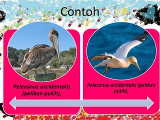 Contoh
Pelecanus occidentalis
(pelikan putih),
Pelecanus occidentalis (pelikan
putih),
 