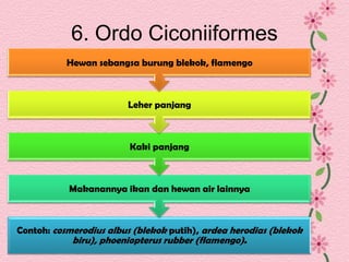 6. Ordo Ciconiiformes
Contoh: cosmerodius albus (blekok putih), ardea herodias (blekok
biru), phoeniopterus rubber (flamengo).
Makanannya ikan dan hewan air lainnya
Kaki panjang
Leher panjang
Hewan sebangsa burung blekok, flamengo
 