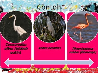 Contoh
Cosmerodius
albus (blekok
putih)
Ardea herodias Phoeniopterus
rubber (flamengo)
 