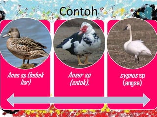 Contoh
Anas sp (bebek
liar)
Anser sp
(entok),
cygnus sp
(angsa)
 